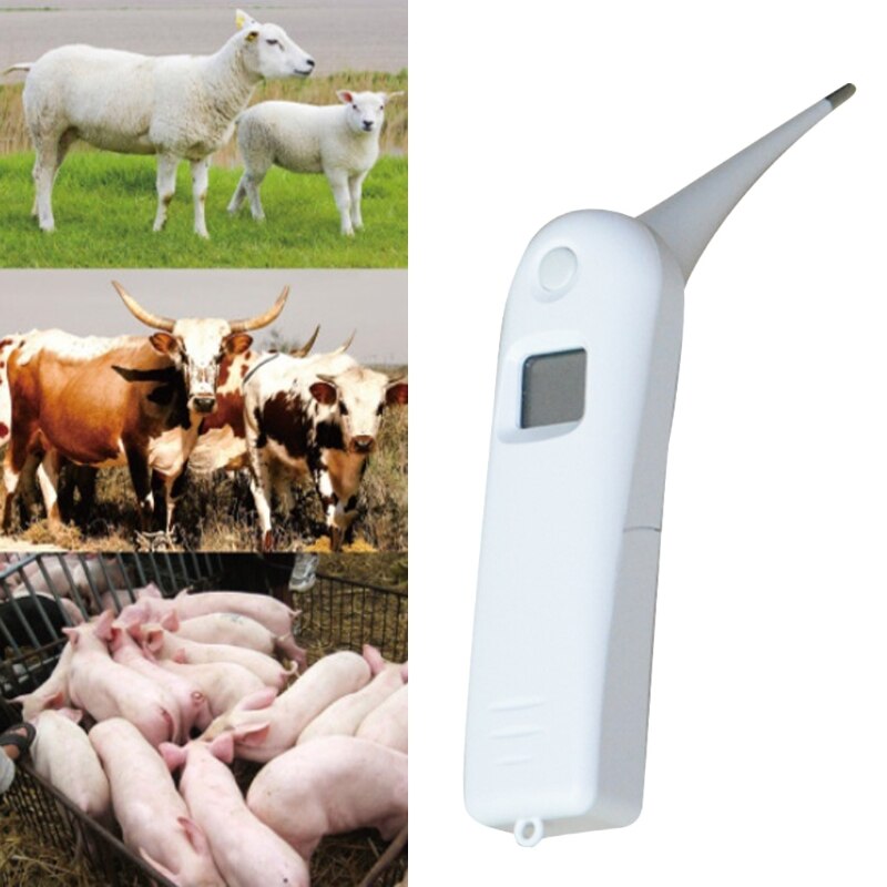 Thermomètre avec sonde pour animaux de compagnie, pour une détection précise de la température, adapté aux chats et chiens, écran LCD