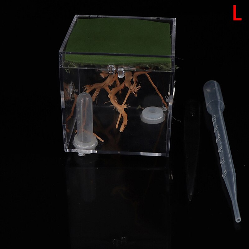 Black Widow Spider Small Insect Terrarium Transparent Reptile Breeding Box: L