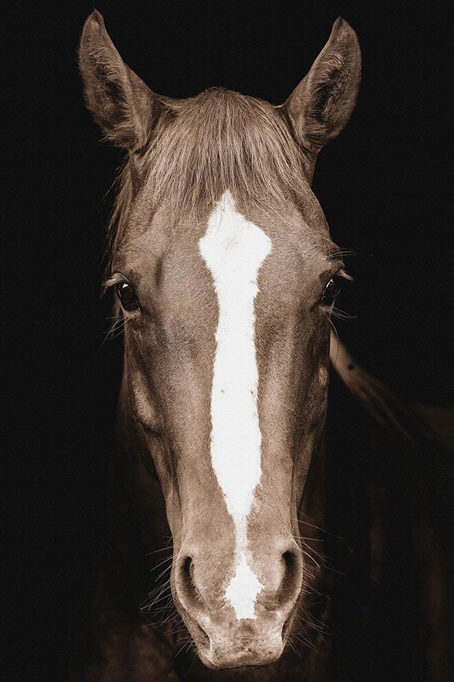 Wild Horse Head Black and White Posters and Prints Nordic Wall Art Scandinavian Canvas Paintings Wall Picture For Living Room: 30x40cm no frame