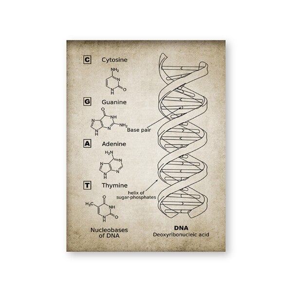 Dna og rna genetisk kode wall art prints genetik biokemi studerende vintage videnskab retro plakat kraftpapir: 42 x 30cm uden ramme / Rød