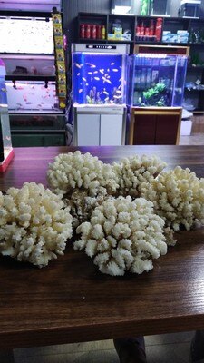 Natürliche weiße koralle Aquarium korallen Hülse Meer schnecke fisch Panzer büro einrichtung Aquarium landschaftsbau korallenriff