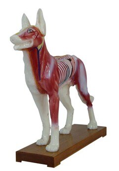 Hund Körper Akupunktur Modell/Hund Modell/Canine Körper Akupunktur Modell Veterinär Lehre Tier Anatomie