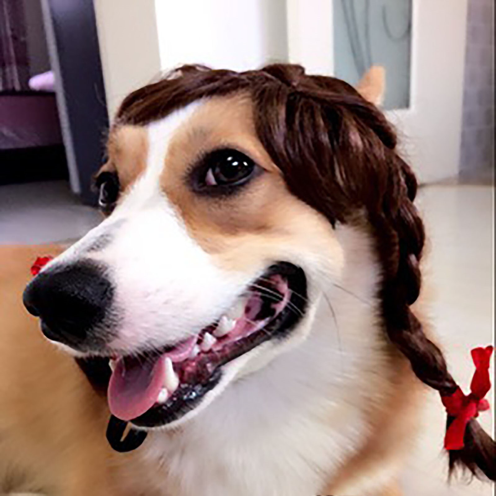 Funny Pet Hond Producten Hond Pruiken Huisdier Kostuum Pruik Gekleurde Krullend Haar Vlechten Pruik Voor Hond Kat Kleine Huisdier Glooming accessoire 210