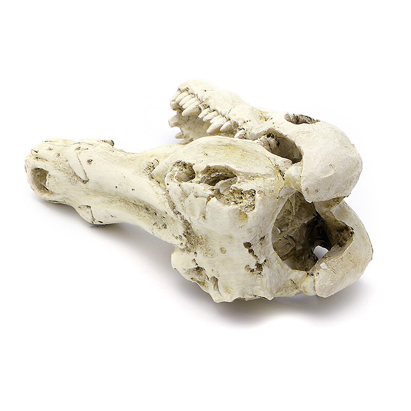 Crocodile Skull Artificial Decor Ornament Decoration for Aquarium Tank Fish 5" good