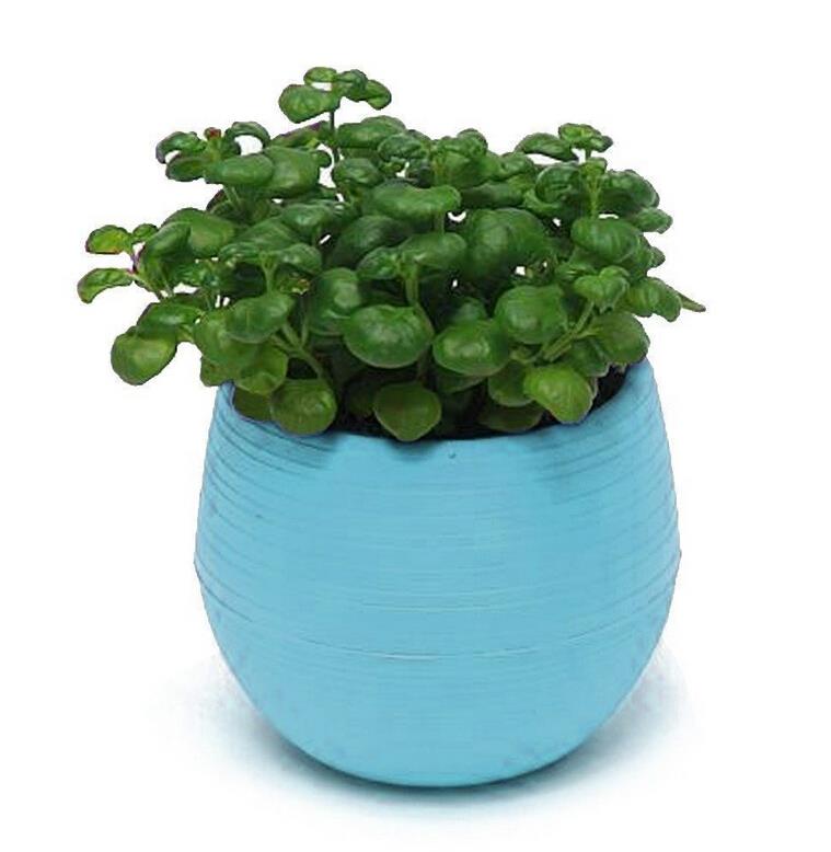 Maceta de plástico para plantas verdes suculentas, maceta colorida para el hogar, oficina, artículos de decoración para jardín 7cm * 6,5 cm