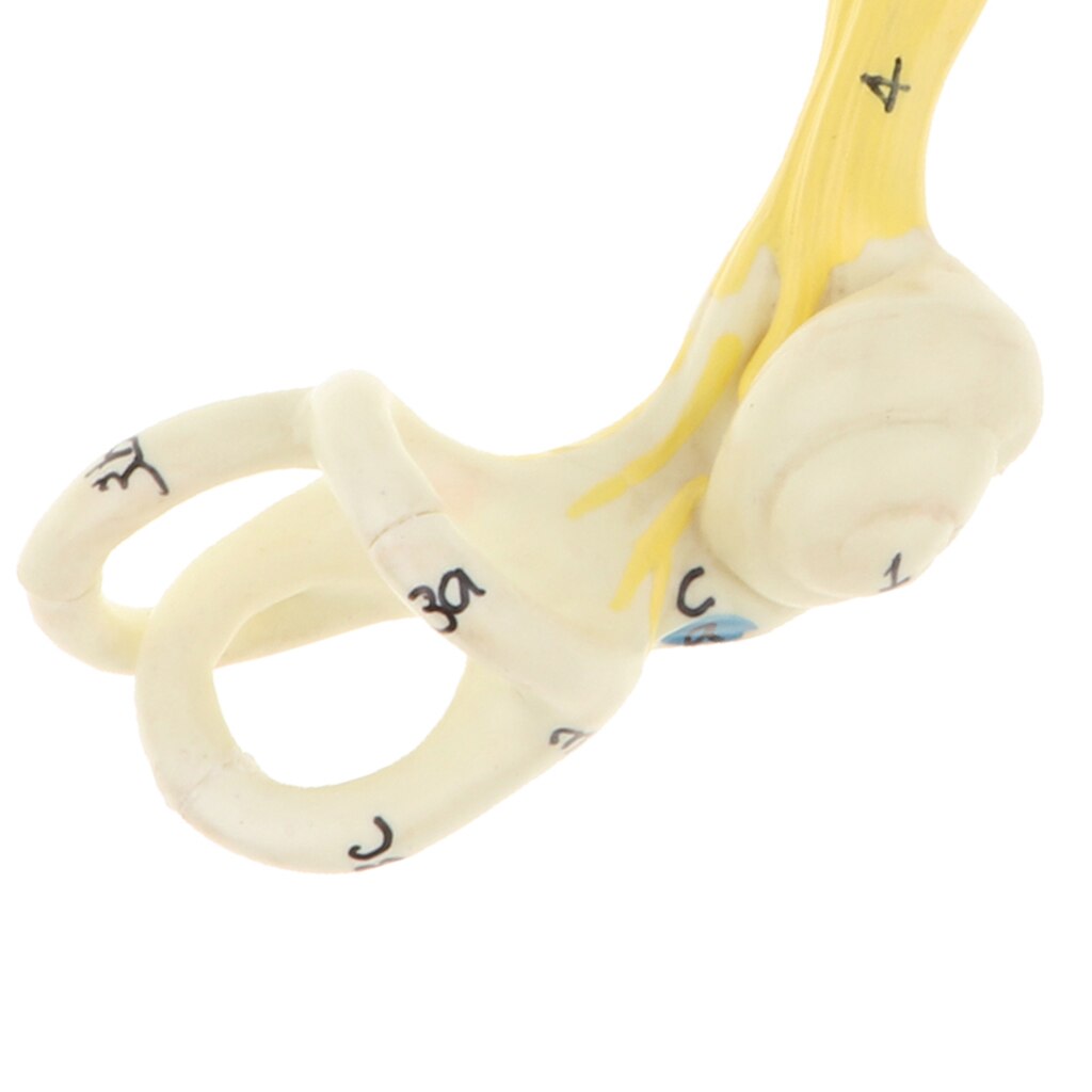 Magnification 5x Human Ear Semicircular Canal Cochlear Model Anatomical