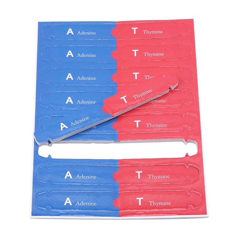 Best DIY Human Genes DNA Models Double Helix Science Popularization Teaching Aids Science Tools Learning Education Toy