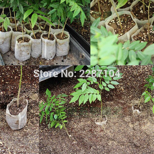 100x blomster plante grønn økologisk grønnsak frø spir frøplante spir skjæringe klon vokse potten ikke-vevd stoff posere pustende