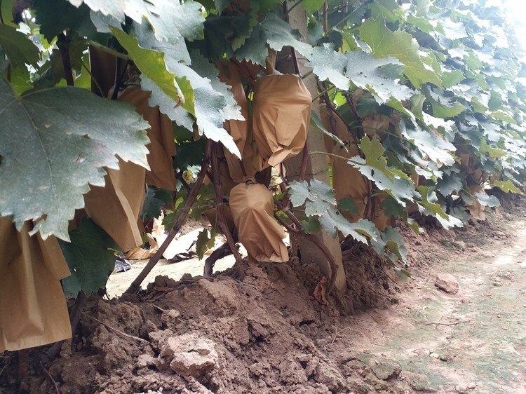 Bolsas de protección impermeables para fruta, bolsa de manzana, melocotón, manzana, naranja, Kiwi, prevención de insectos y aves, 100 Uds.