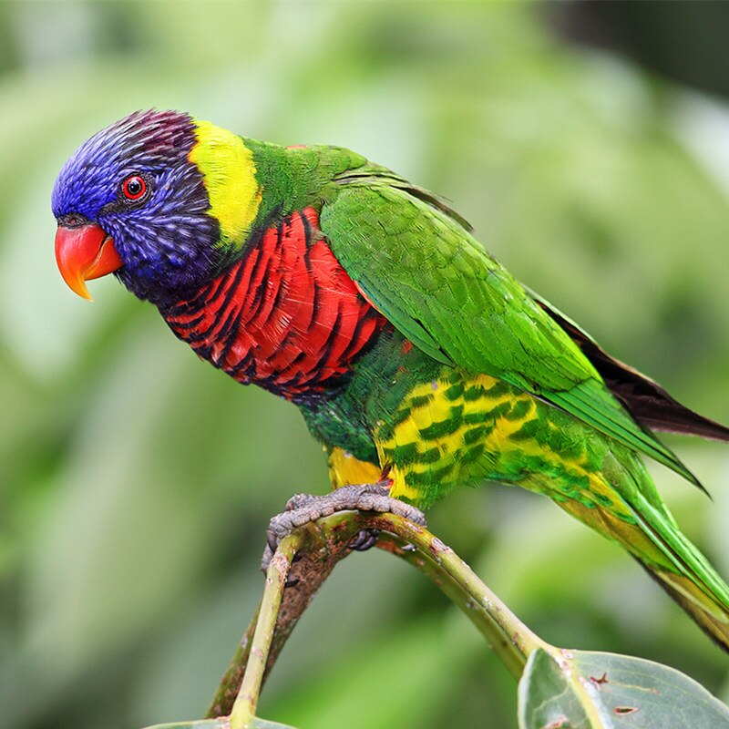 Gingerain Bird clothes Parrot clothes red scarf original hand-made custom bird clothes Hooded Sweater apis florea: Rainbow Lorikeet