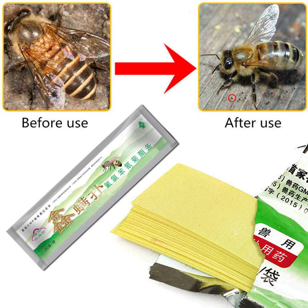 Bee Stok De Basis Van De Survival Van De Insectenplagen Kan Worden Geëlimineerd Door De Actie Van De Bee 'S Green Acaroid Mijten