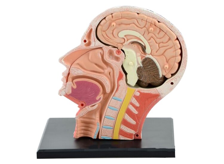 Scheletro assemblato 4D modello anatomico cervello nasale faringe orale laringe cavità modello Anatomia esplosa teschio giocattoli educativi