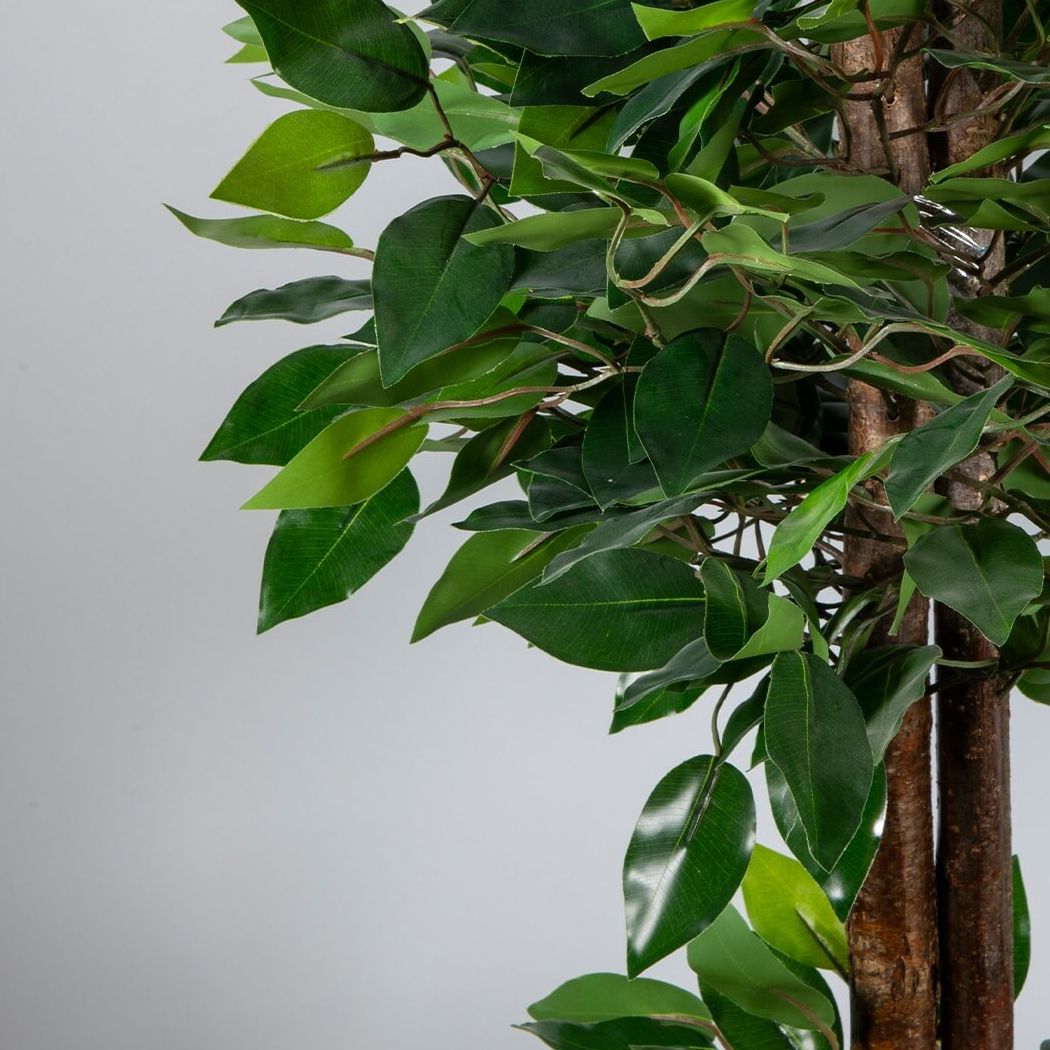 Ceramic Plant Pot 100 Cm Benjamin Tree