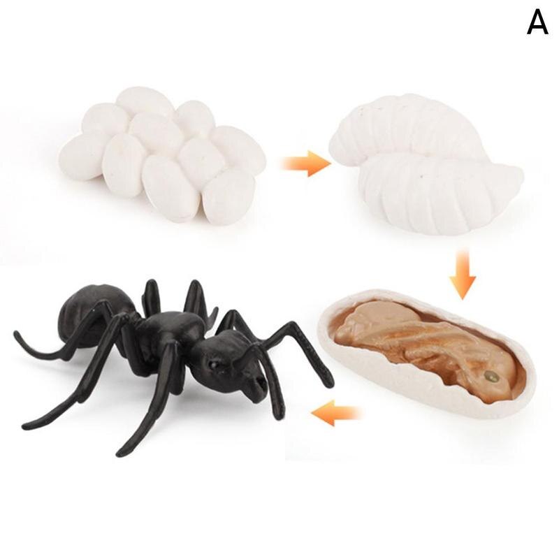 Simulation Animals Life Cycle Figurines, Frog Ant Mosquito Cycle Turtle Sea play Growth Figures toys Chicken set Model E3I3: A