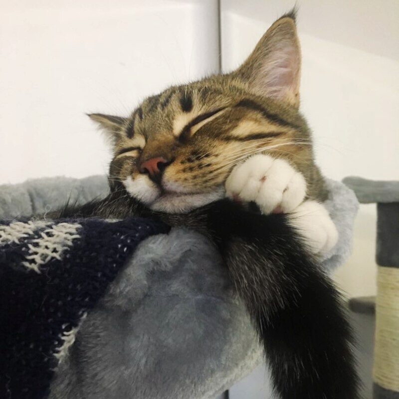 [mpk store] kattennest, kattenbed, krabpaalhangmat, basketbalnet kattenslaapplaats , 3 kleuren beschikbaar