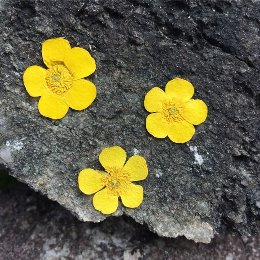 60pcs Pressed Dried Yellow Ranunculus Japonicus Th... – Vicedeal