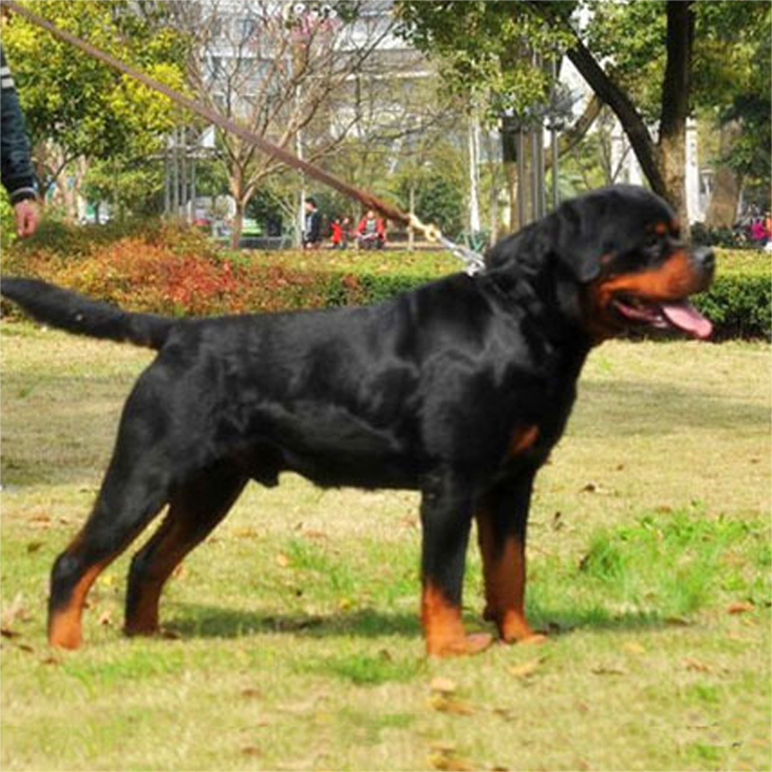 1pc holdbare, flettede hundesnore i læder til gå-træningsledninger til hund schæferhundeprodukter til mellemstore hunde snore