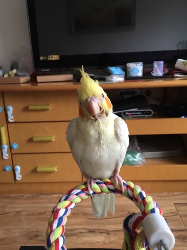 160cm Long Parrot Bird Toys Pet Bird Parrot Standing Rope Bird Cage Decoration Climbing Toy Parrot Bird Cage Toys Rope Bell