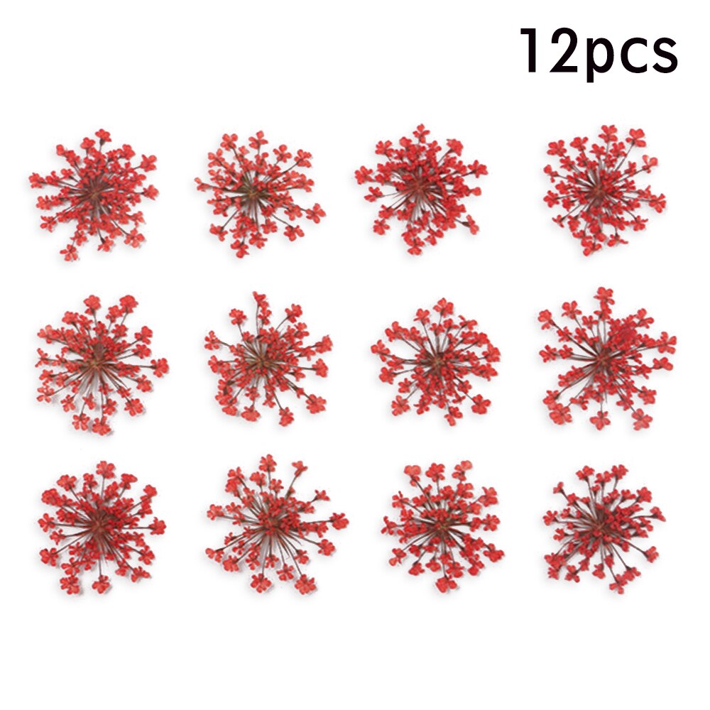 12/30Pcs Pressed Dried Ammi Majus Flower Dry Plants Necklace Jewelry Making Craft DIY Accessories Artificial Flower Decorations: 04