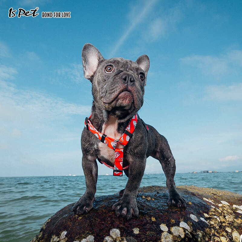 Harnais Chien Mode Puppy Pet Dog Harness Voor Grote Honden Pommeren Pitbull Franse Bulldog Beagle Kerst Hond Accessoires