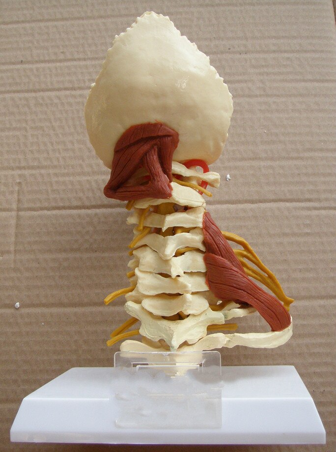 1:1 LifeSize Cervical Vertebrae Cervical and Vertebral Body Cervical Spine Human Anatomy Spinal Cord Cervical Vertebrae Sketelon