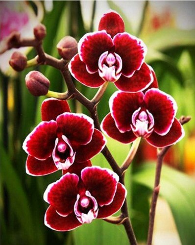 HUACAN Painting By Numbers Flower Hand Painted Art Dawing On Canvas Picture Set DIY Home Decoration: SZHC1-3425