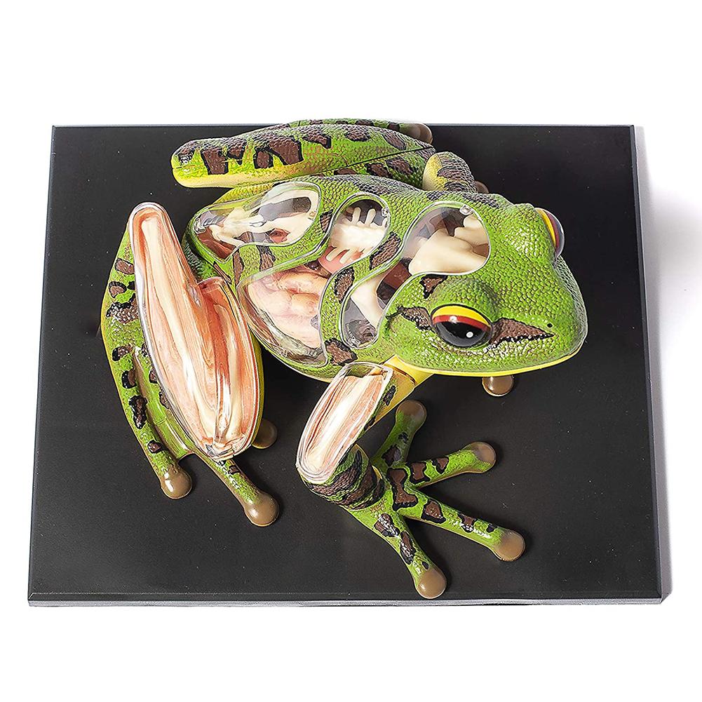 4D Vision Frog Anatomy Model Kit Educational Teaching Animal Model Supplies