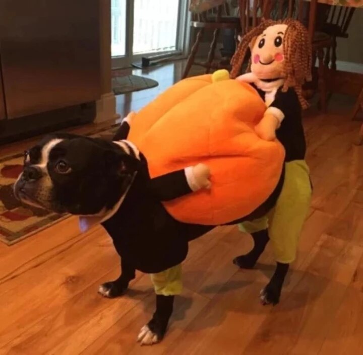 Hund græskar kostume cosplay kæledyr hund kostume græskar dragt halloween tøj til hunde fest påklædning hundetøj kat tøj