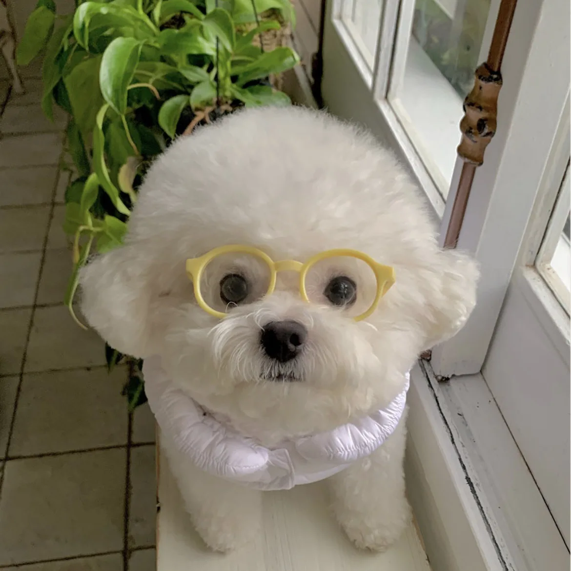 Nuevas gafas de sol Instagram para perros y gatos, gafas bonitas para perros, accesorios de decoración para mascotas de Halloween, accesorios para mascotas: Blanco