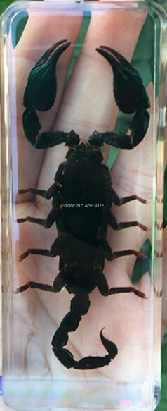 1piece Scorpion Specimen Grasshopper In Clear Resin Educational Explore Instrument School Teaching Supplies 110x43x26mm
