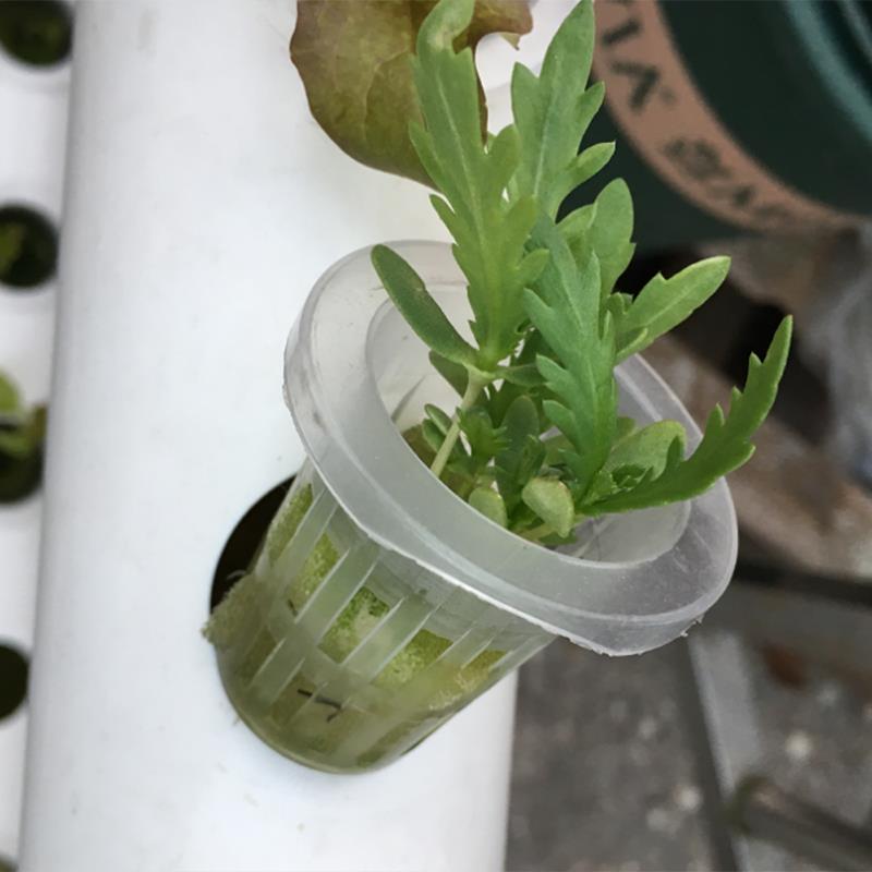 SOLEDI Plastic Durable Nursery Pots Soilless Hydroponic Plant Grow Organic Green Vegetable Reusable Mesh Net Pots