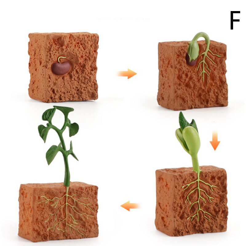 Cognitive Toy Simulation Life Cycle Animals Plant Growth Cycle Model Science Educational Toys For Children: F