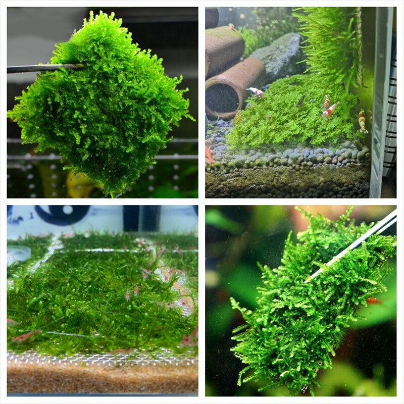 Rostfritt stål akvarium trådnät pad dekoration akvarium vattenväxter mossa nät gräsmatta dekor