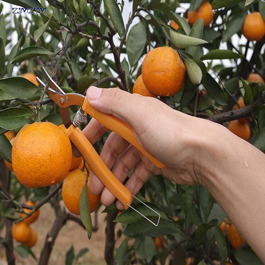 orange schaar gebogen Mond kleine fruitboom snoeischaar fruit schaar voor tuinieren fruit experts