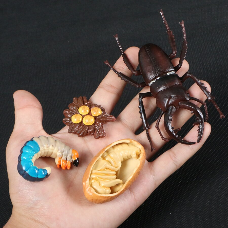 Butterfly Growth Cycle Bee Ladybug Spider Life Cycle Models Simulation Animal Model Action Figures Teaching Material For Kid: Stag-beetle set 3