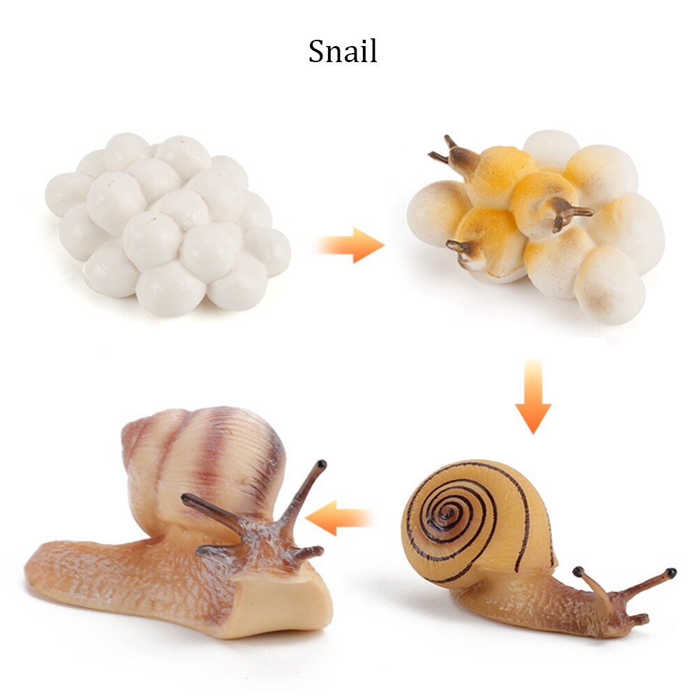 Simulation Animals Growth Cycle ButterflyLadybug Chicken Life Cycle Figurine Plastic Models Action Figures Educational Kids Toy: Snail