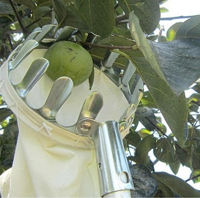 Metalen fruitplukker handig horticultural fruit picker tuinieren apple perzik picking gereedschap