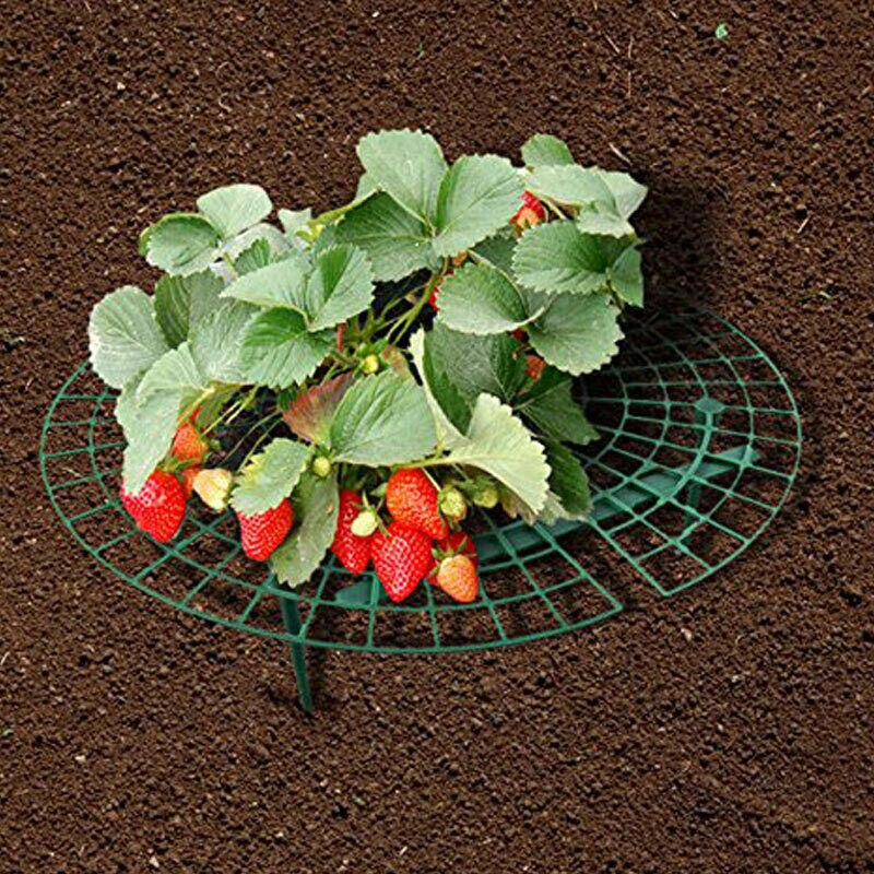 Strawberry Hanging Trellis Fence Greenhouse Vegetables Garden Ornament Plant Fruit Support Stakes Plastic Round Support Shelf