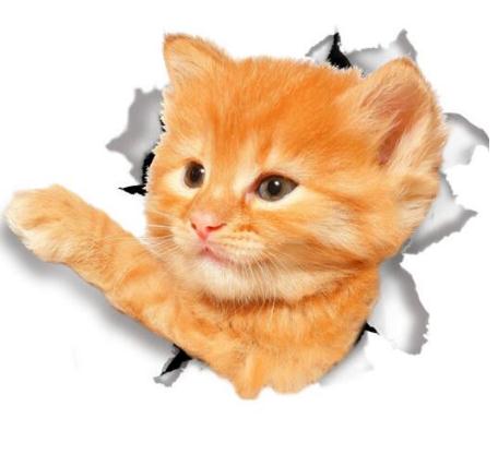 1 Piece 3D Cat Stickers, Family Wall sticker Decals, Window, Bedroom, Bathroom, Bath Seat Decor, Kitchen Accessories: HM014150