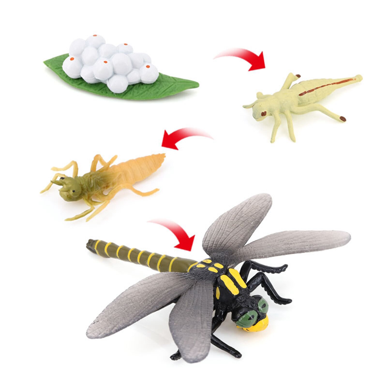 4 Stadia Levenscyclus Van Een Libel, Insecten Plastic Libel Speelgoed Figuur-Authentieke Hand Painted Model