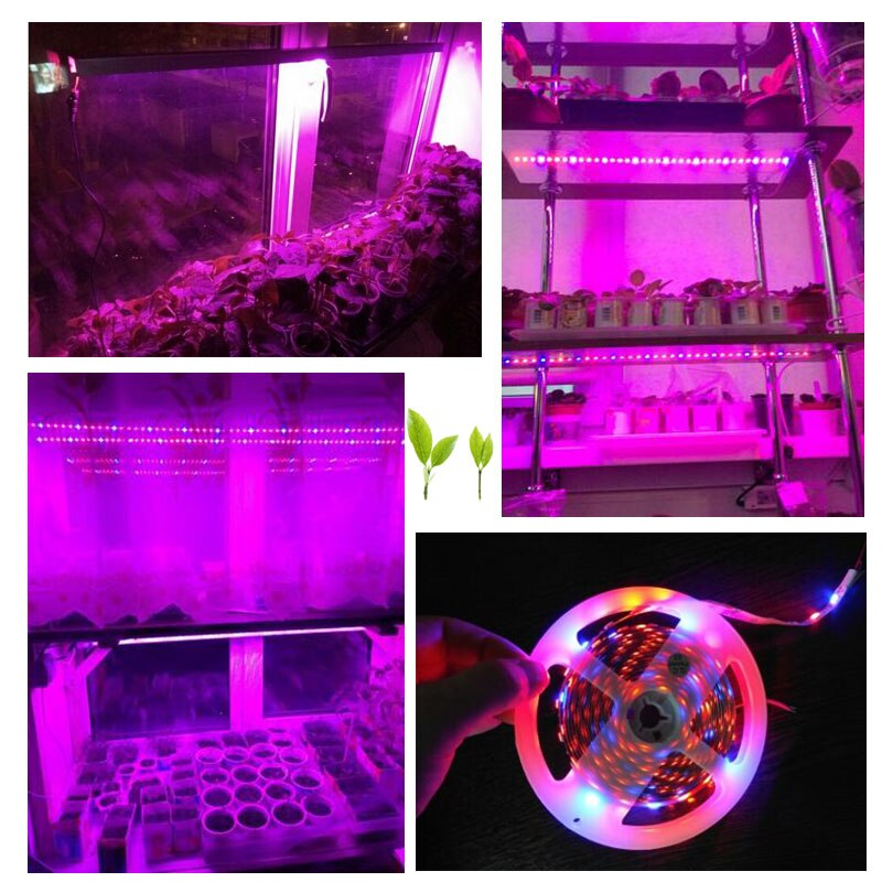 Bande lumineuse LED 5050 pour culture de plantes, étanche, 1M DC 12V 5, rouge, bleu, pour Aquarium, Hydro système, serre intérieure