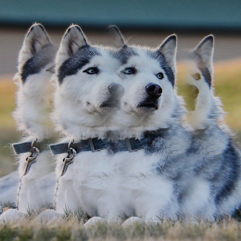 Acessórios de filtro de câmera repetir vários imagem colorida prisma de vidro 77mm caleidoscópio mutável número de assuntos fotografia