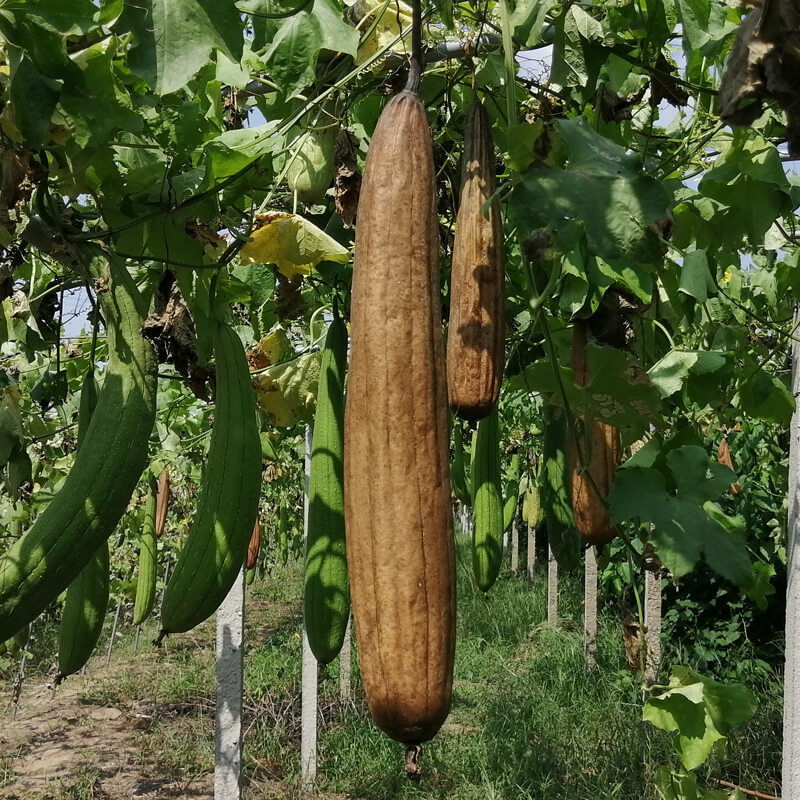 5 kpl luonnonmukaisia orgaanisia keittiön pesusieniä, suurikokoinen vartalon selänpesuaine miehille, naisille, aikuisille, kylpyläkauneudenhoitoon, kylpemiseen ja päivittäiseen hoitoon