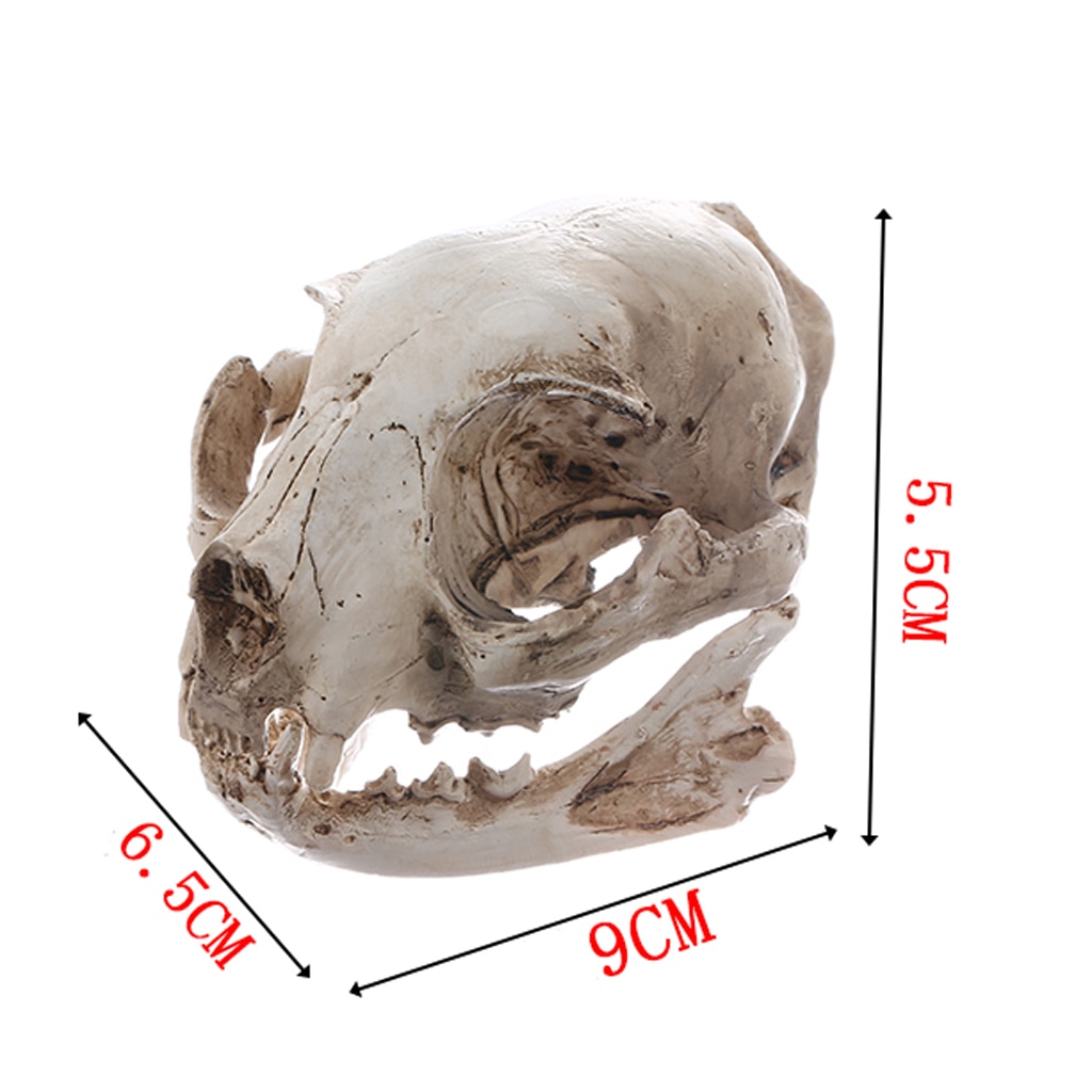 Realistische Kat Schedel, Hars Skelet Hoofd Schaal Model Decoraties, 6.5X6.5X9 Cm