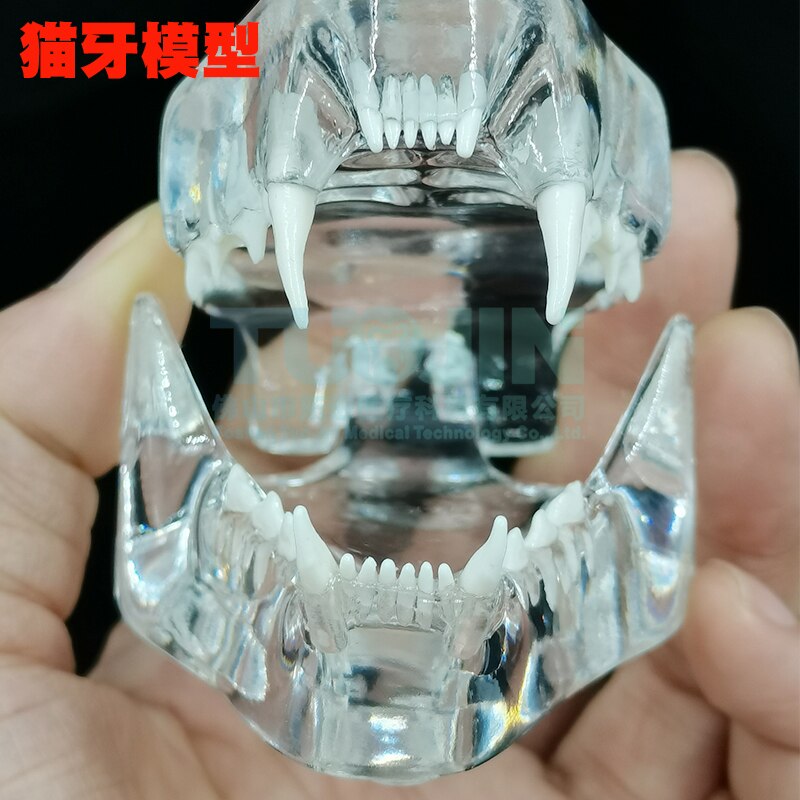 Dental Harz Zähne Tipodont Modell Für Dental Techniker Praxis Lehre Gum Zähne Kiefer Modell Zahnmedizin Ausrüstung: cat teeth model