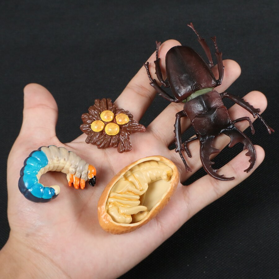 Butterfly Growth Cycle Bee Ladybug Spider Life Cycle Models Simulation Animal Model Action Figures Teaching Material For Kid: Stag-beetle set 2