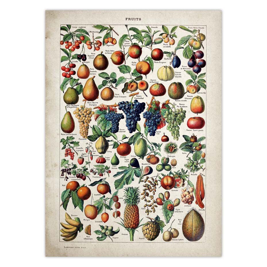 Vintage Adolphe Millot Encyclopedia Posters Butterfly Mushrooms Herbs Flowers Insect Classic Wall Stickers Vintage Poster: 42x30cm / Green