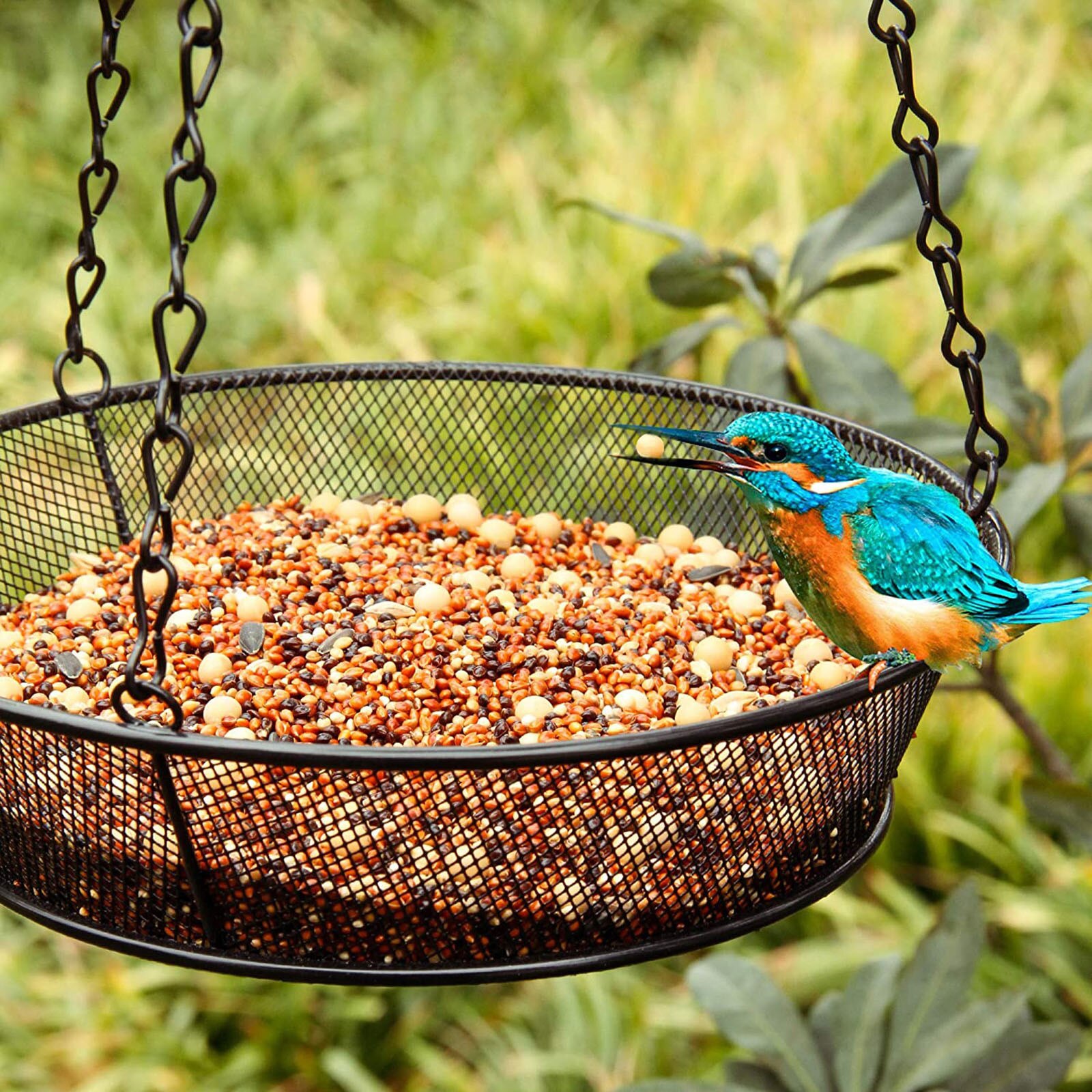 Clear Bird Feeders Glass Window Viewing Bird Feed Hotel Detachable Table Seed Peanut Hanging Suction Courtyard Feeder Tools