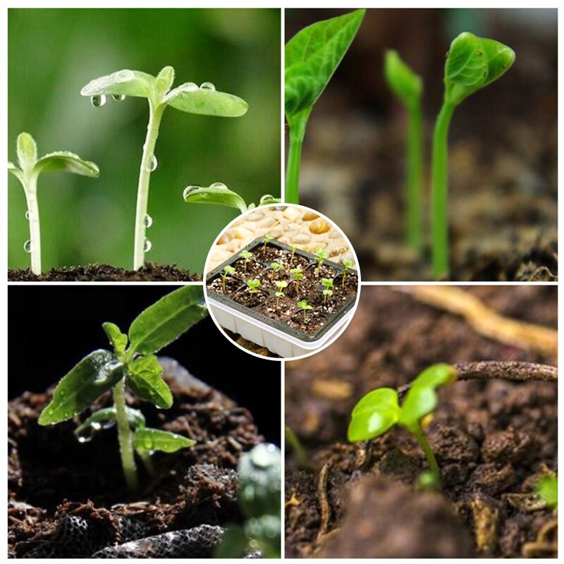 Seed Trays Seedling Gardening Germination Tray Plant Grow Kit for Seeds Growing Starting