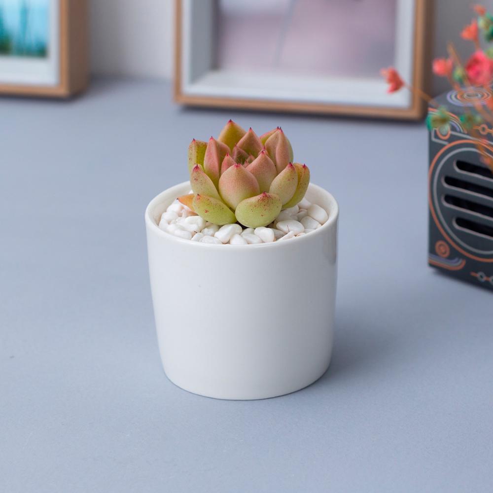 Classic Style Home Desktop Small Round Flower Pots 6.5cm Diameter White Ceramic Plant Pots Mini Cylindrical Flower Planter